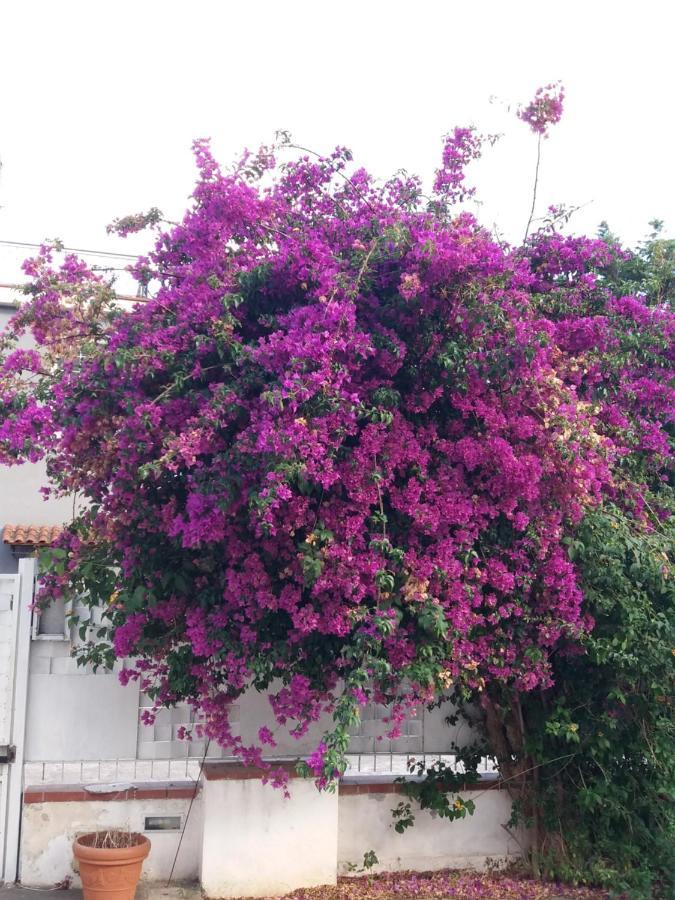Casa Agrumeto - Locazione Turistica Mondello Bagian luar foto